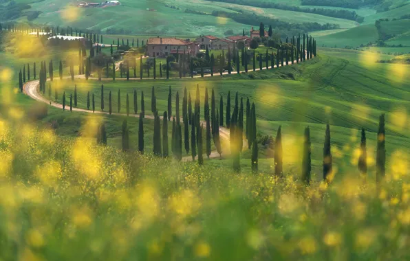 Picture road, field, summer, trees, flowers, yellow, hills, meadow