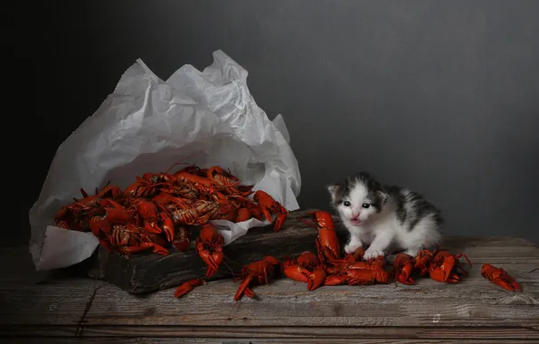 Cat, look, pose, paper, the dark background, kitty, table, baby
