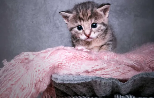 Cat, look, kitty, grey, baby, grey background, face, striped
