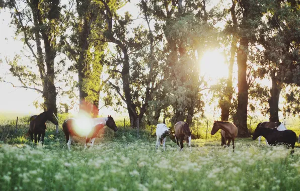 Field, trees, horse, sunrise