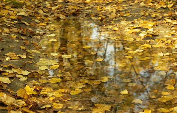 Leaves, Autumn, puddle