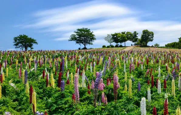 Picture trees, flowers, nature, blue sky, lupins