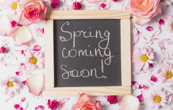 Flowers, roses, chamomile, spring, petals, pink, rose, fresh