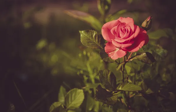 Flowers, roses, Matt