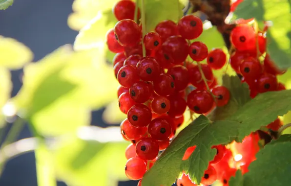 Leaves, macro, light, nature, berries, Bush, bunch, red