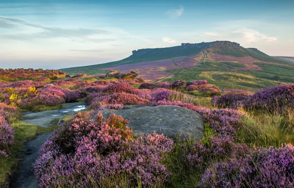 Grass, flowers, stones, field, hill, UK, meadows, lavender