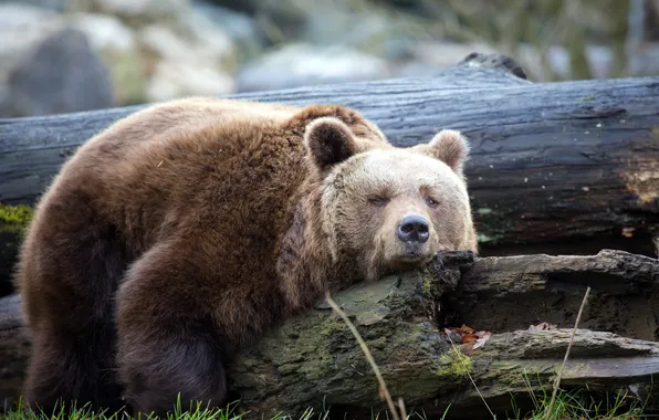 Nature, bear, Brown Bear