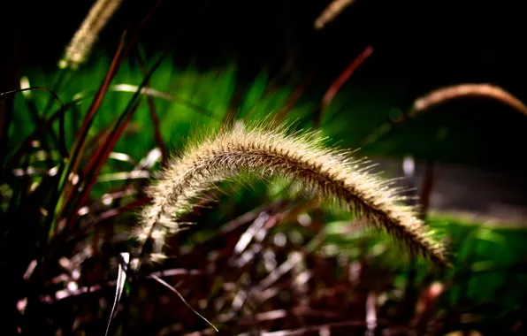 Picture flower, ear, barb, flower