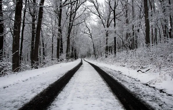 Winter, road, forest
