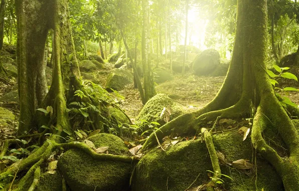 Picture forest, the sun, trees, mysterious, tropical, Mystic wood