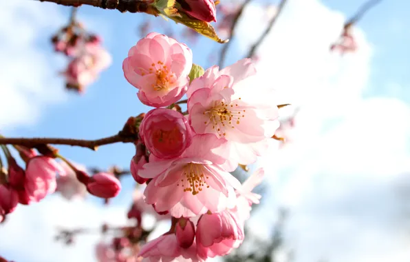 Picture flowers, cherry, spring, Sakura, pink