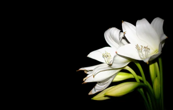 Picture nature, petals, white Lily
