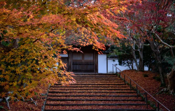 Nature, Autumn, Japan, Leaves, Ladder, Temple, Nagano, Anrakuji