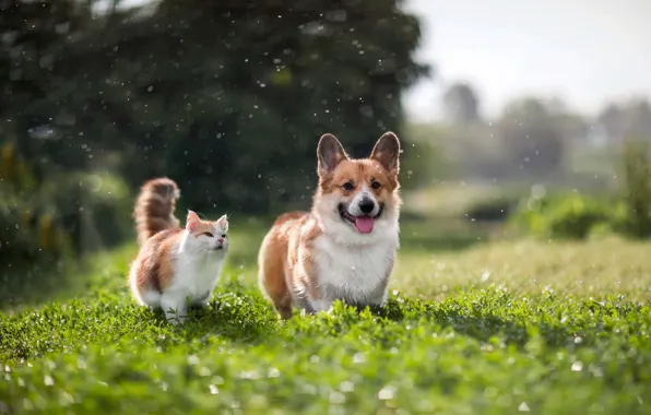 Cat, cat, nature, dog, Corgi