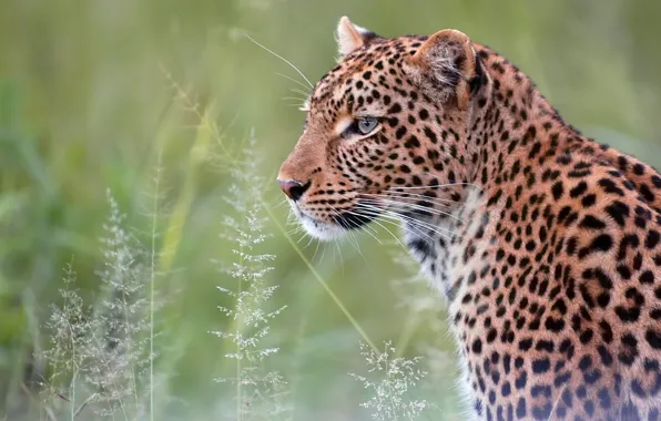 Portrait, predator, leopard, wild cat