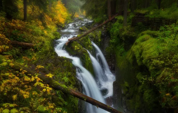 Picture forest, river, waterfall
