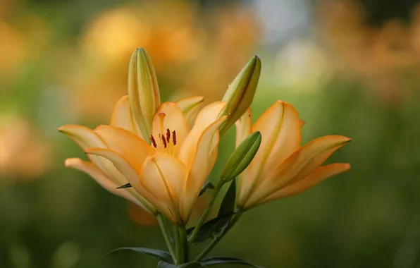 Flowers, orange, Lily, buds