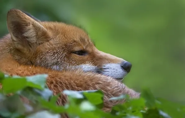 Picture Fox, lies, green background