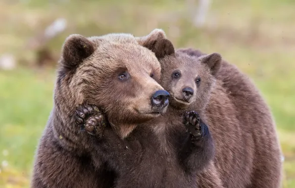 Picture summer, nature, bears