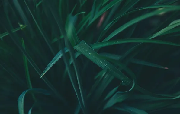 Nature, Drops, Grass, Plant, Green, Rosa, Plants, Nature