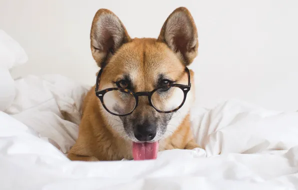 Language, look, bed, dog, glasses, blanket, dog