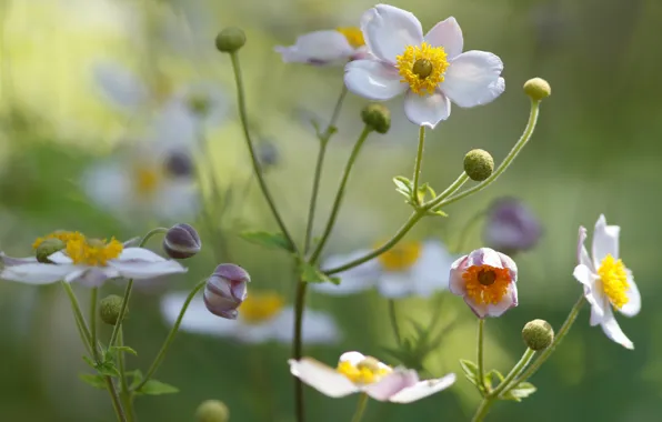 Picture field, flowers, plant, petals, meadow