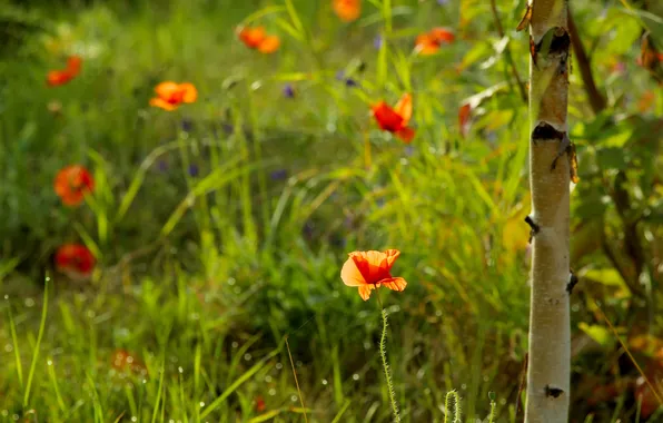 Red, flower, poppy