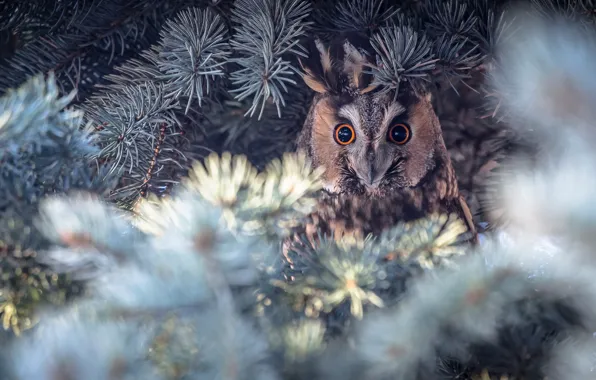 Picture look, light, branches, nature, owl, bird, needles, bokeh