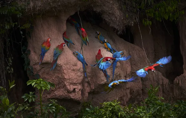 Leaves, flight, birds, the dark background, rocks, pack, parrot, parrots