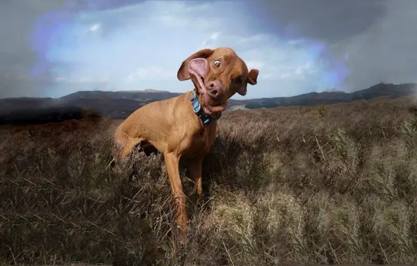 Dog, Dog, Dog