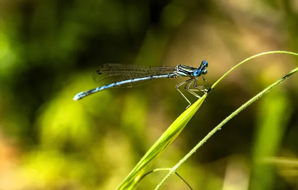 Stems, wings, dragonfly, insect, blue, grass