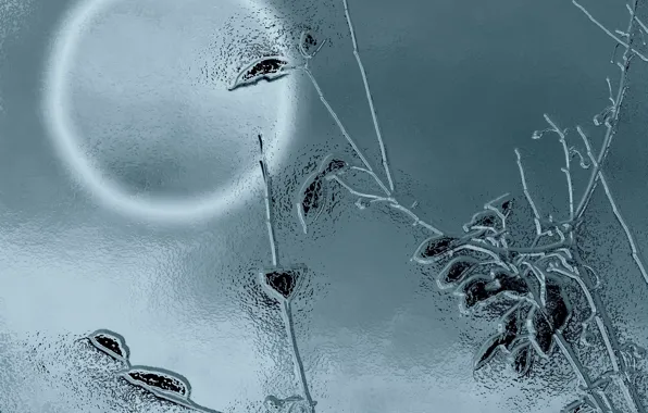 Flowers, color, texture