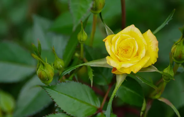 Greens, flower, leaves, rose, Bush, buds, yellow