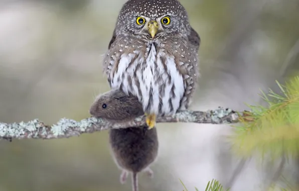 Owl, bird, branch, mouse, mining, vole, Pygmy owl-the gnome
