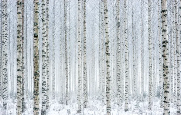 Winter, snow, birch