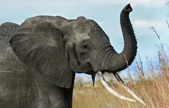 Elephant, Savannah, Africa, tusks, trunk