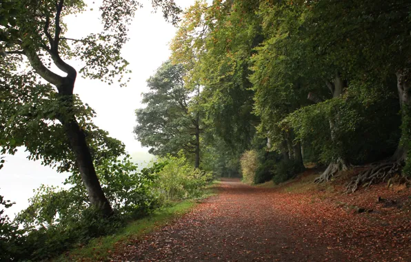 Picture Autumn, Forest, Foliage, Track, Autumn, Road, Forest, Leaves