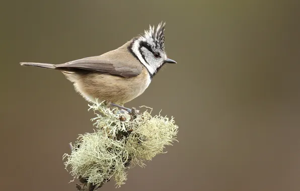 Sprig, bird, moss, tit, crested