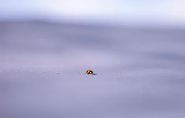 Macro, background, ladybug