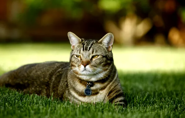 Picture cat, grass, nature, a kind of British tortoiseshell, pedigree
