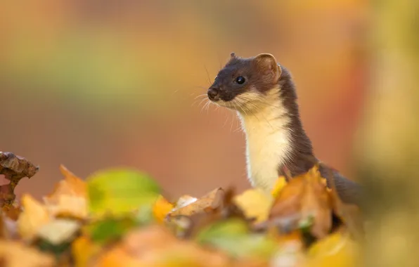 Autumn, nature, background, foliage, portrait, face, bokeh, autumn leaves