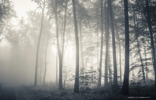 Picture autumn, forest, trees, fog