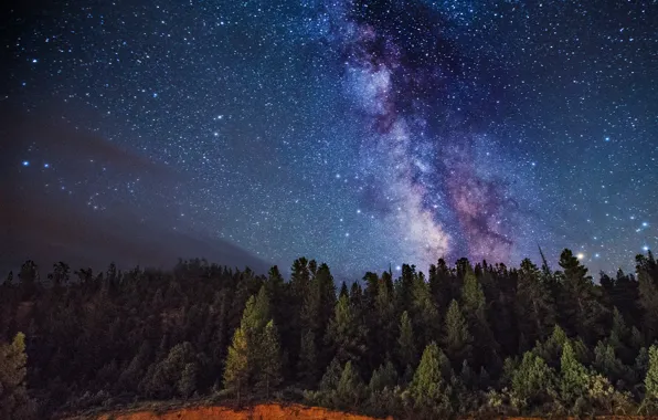 Picture space, stars, trees, The Milky Way, secrets