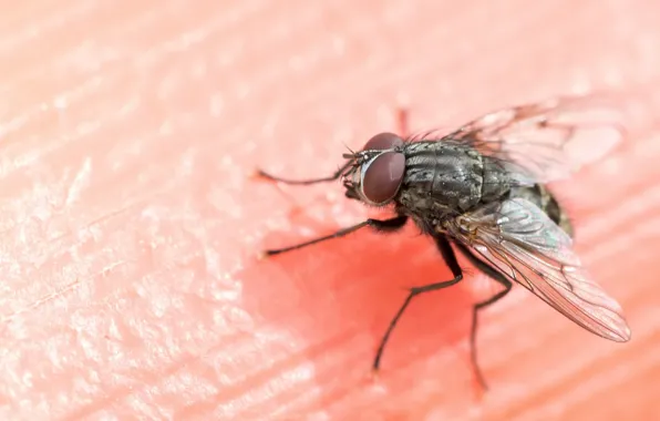 Macro, fly, background