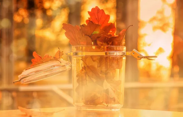 Autumn, glass, leaves, light, Bank, orange, bokeh, oak