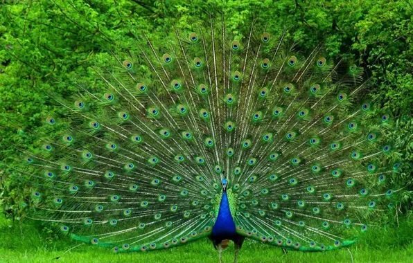 Bright, bird, large, tail, peacock, beautiful
