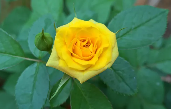 Picture leaves, rose, Bush, petals, Bud, yellow