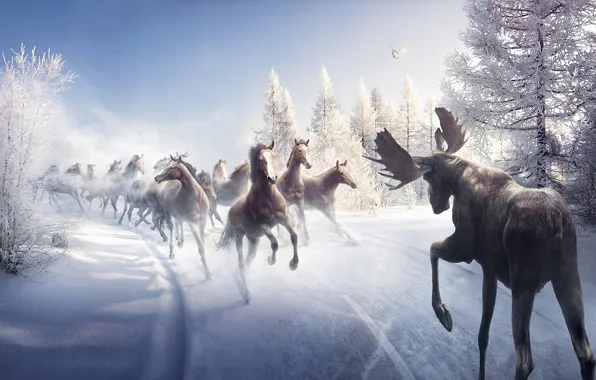 Picture winter, road, snow, bird, horse, tree, moose
