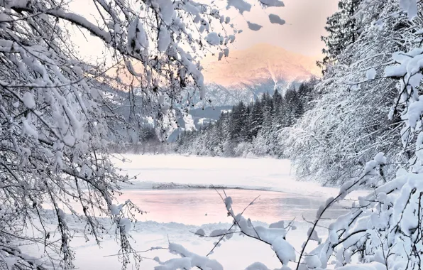 Winter, snow, mountains, branches