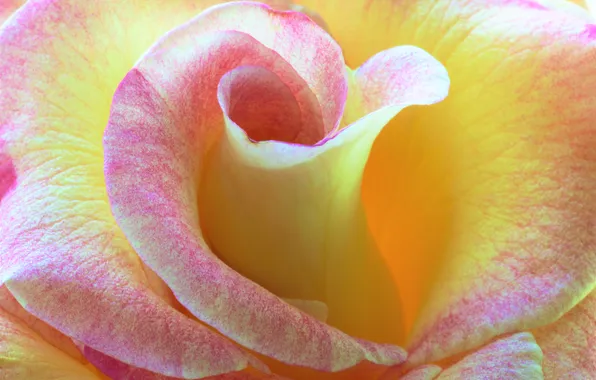 Flower, macro, rose, petals, Bud, yellow, yellow-pink